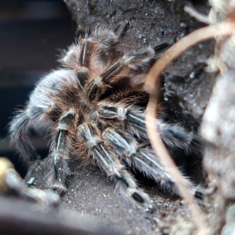 Chile Red Zebra Tarantula