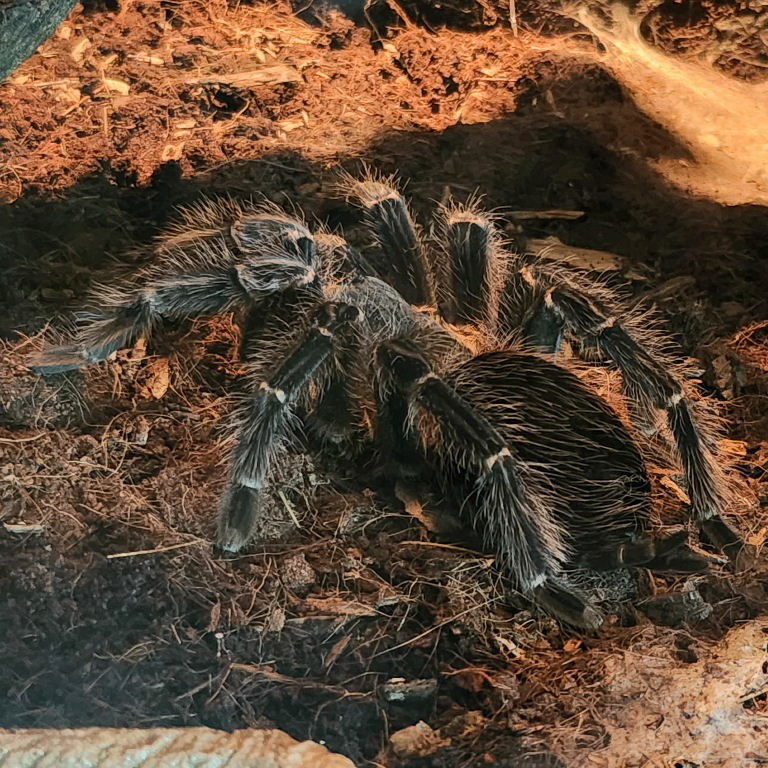 Brazilian Salmon-pink Bird-eating Tarantula
