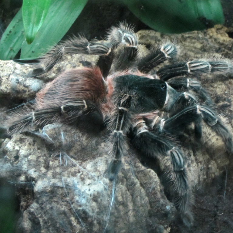 Brazilian Salmon-pink Bird-eating Tarantula