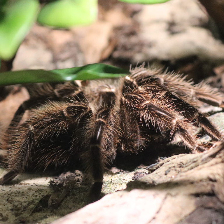 Brazilian Salmon-pink Bird-eating Tarantula