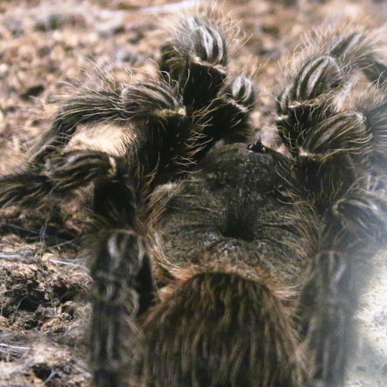 Brazilian Salmon-pink Bird-eating Tarantula