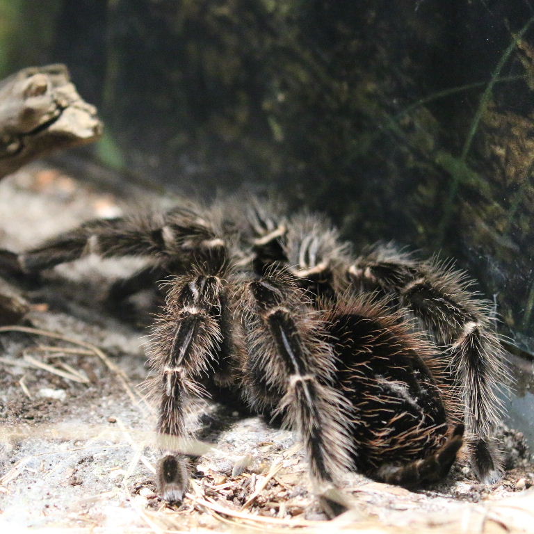 Brazilian Salmon-pink Bird-eating Tarantula
