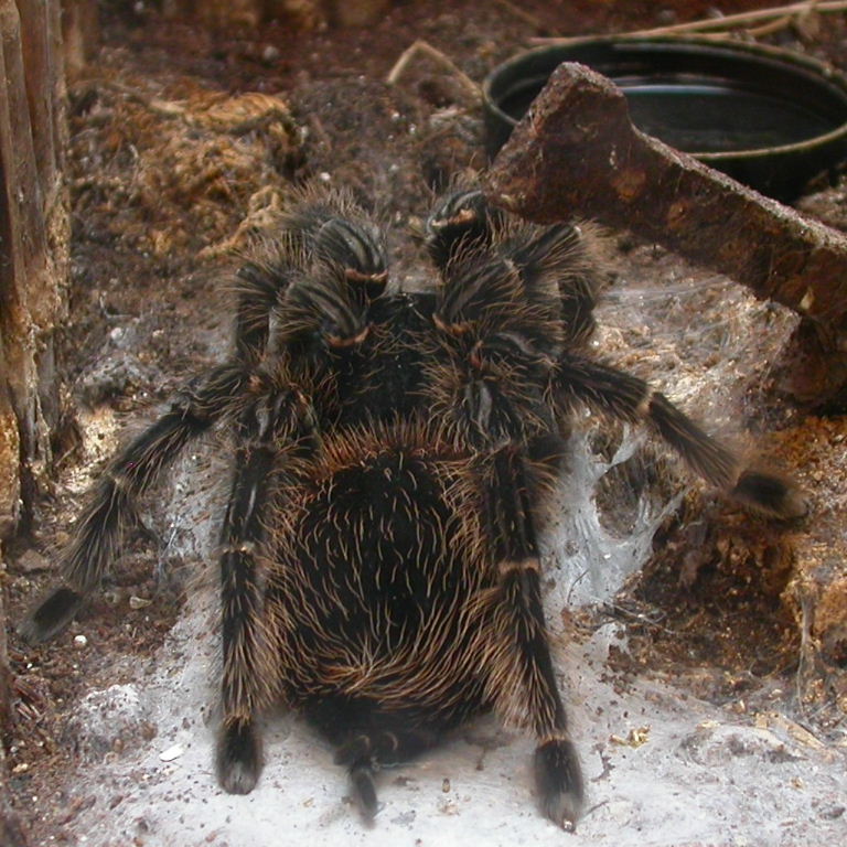 Brazilian Salmon-pink Bird-eating Tarantula