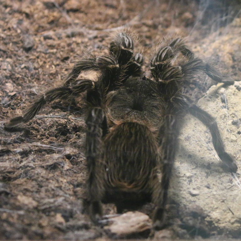 Brazilian Salmon-pink Bird-eating Tarantula