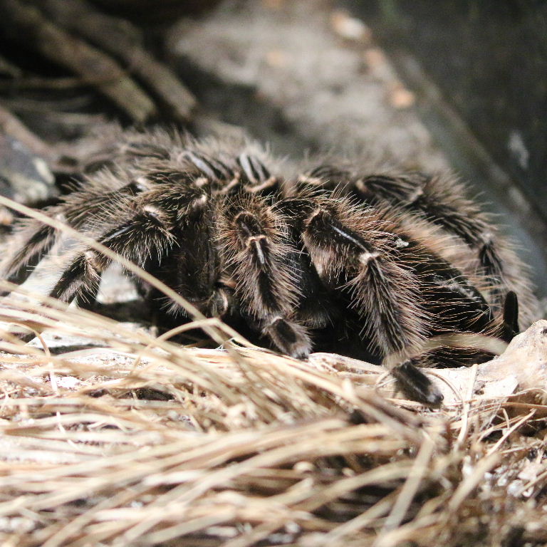Brazilian Salmon-pink Bird-eating Tarantula