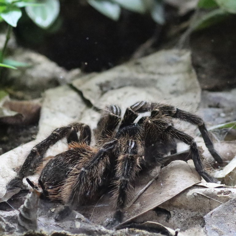 Brazilian Salmon-pink Bird-eating Tarantula