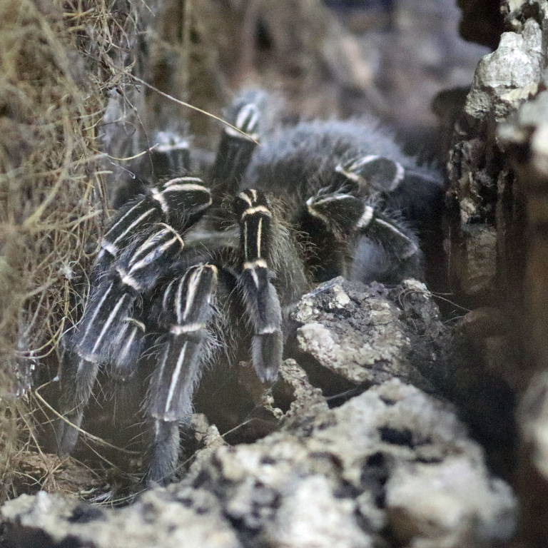 Thai Zebra Leg Tarantula