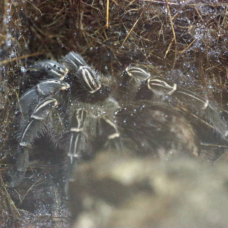 Thai Zebra Leg Tarantula