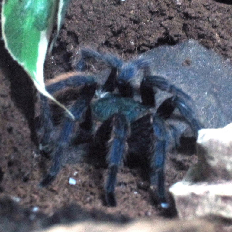 Cobalt Blue Bird-eating Tarantula
