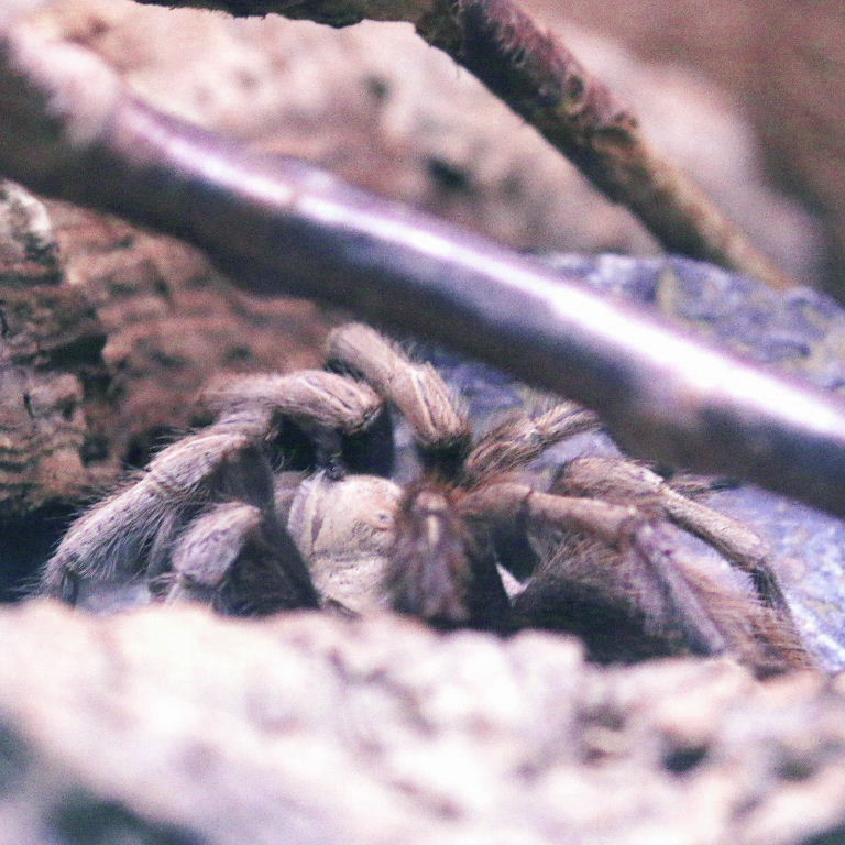 Desert Blonde Bird-eating Tarantula