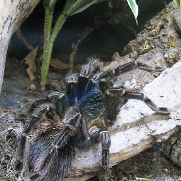 Goliath Bird-eating Tarantula