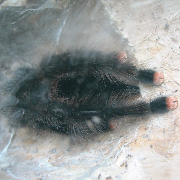 Pink-toed Bird-eating Tarantula