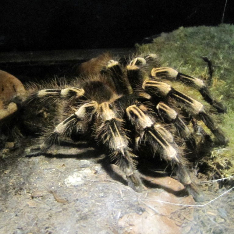 Brazilian White-knee Bird-eating Tarantula