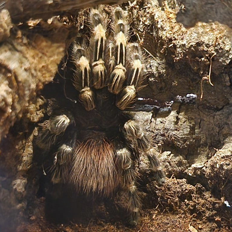 Brazilian White-knee Bird-eating Tarantula
