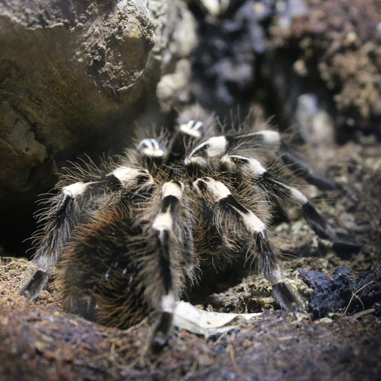 Brazilian White-knee Bird-eating Tarantula