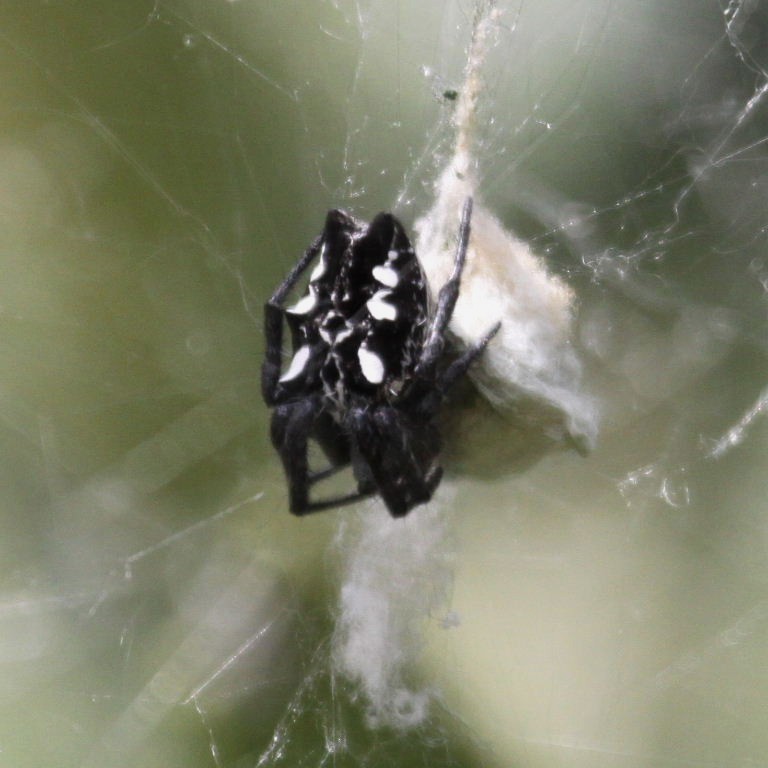 Tent Web Spider