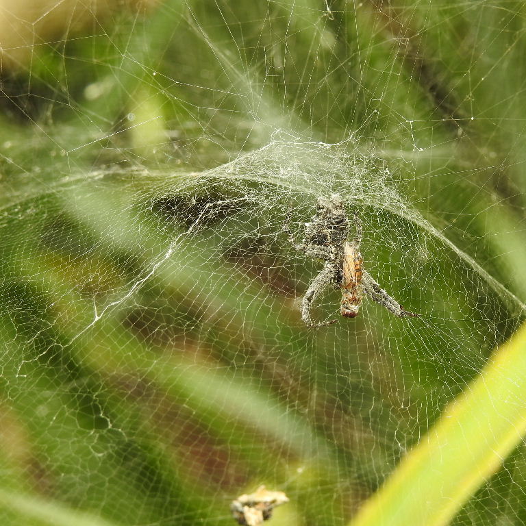 Tent Web Spider