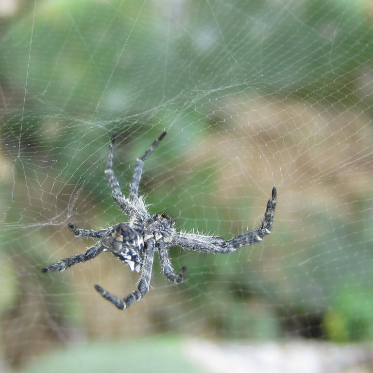 Tent Web Spider
