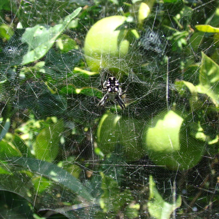 Tent Web Spider