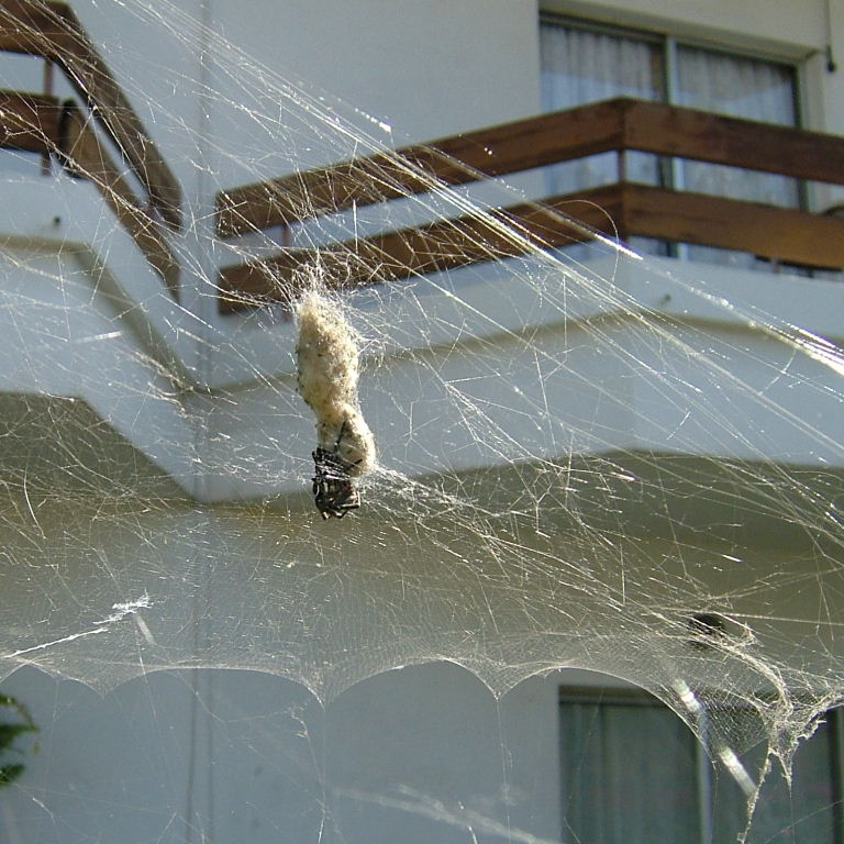 Tent Web Spider