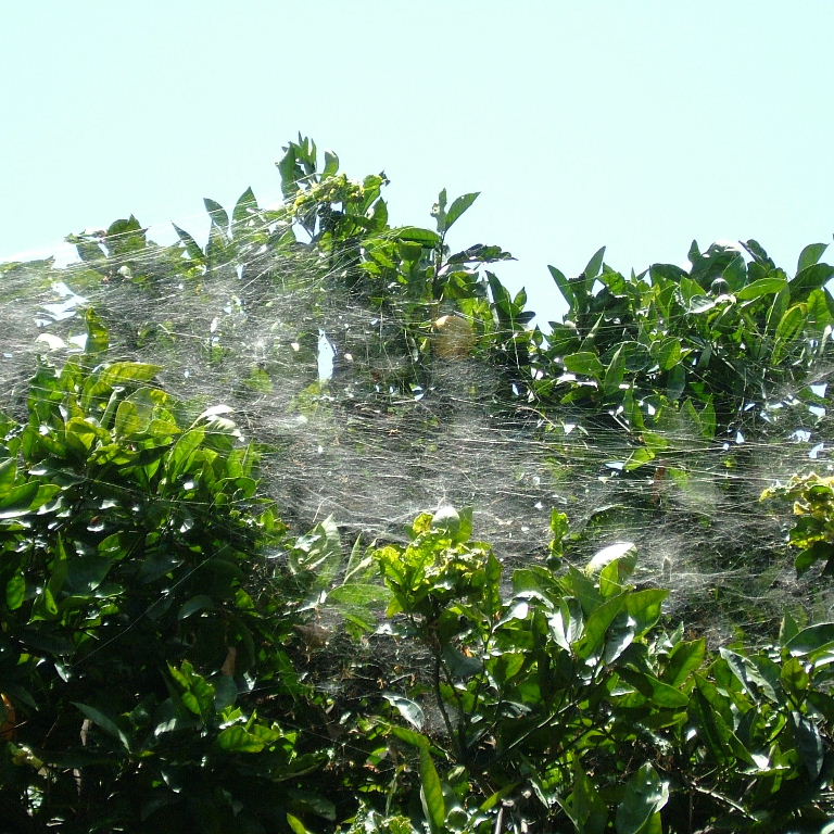 Tent Web Spider