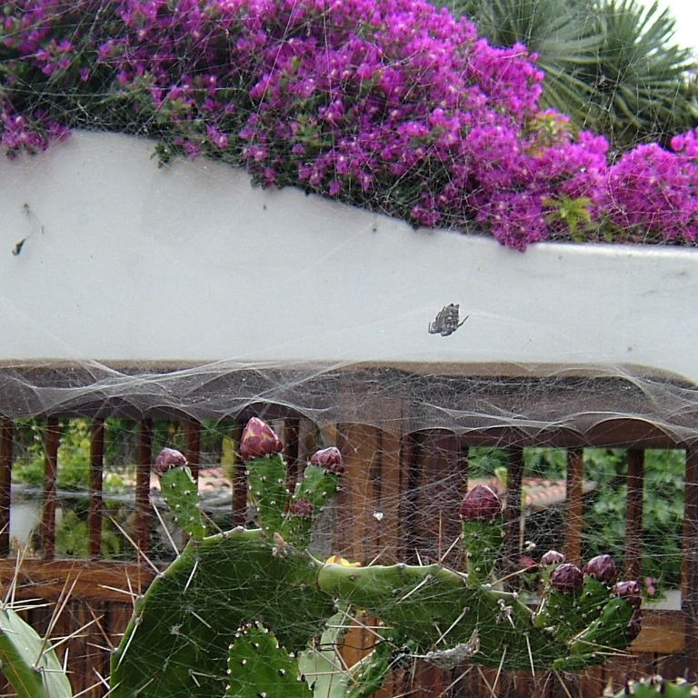 Tent Web Spider