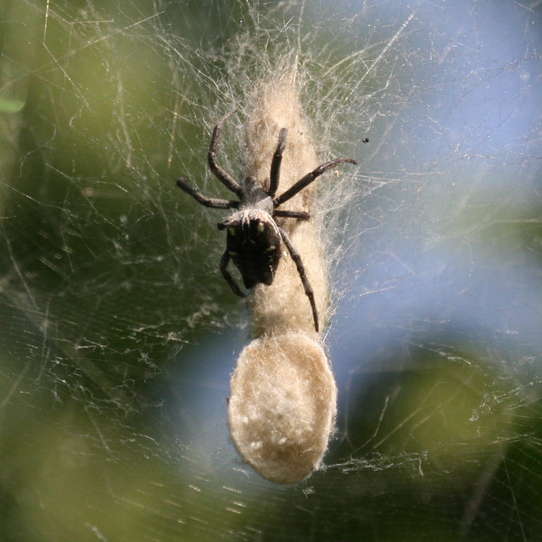 Tent Web Spider