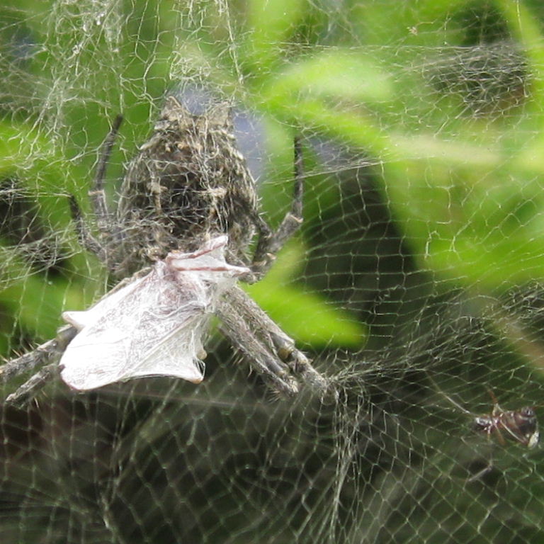 Tent Web Spider
