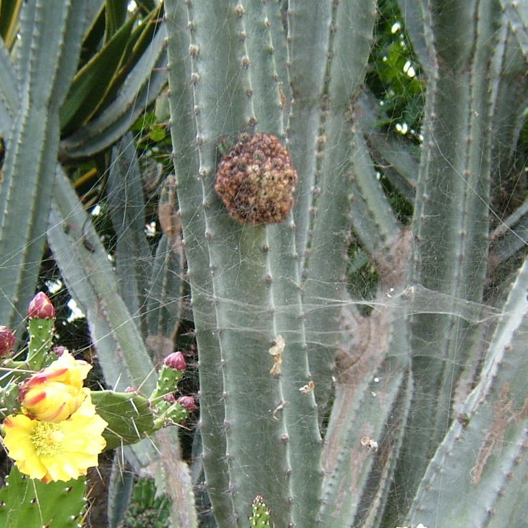 Tent Web Spider