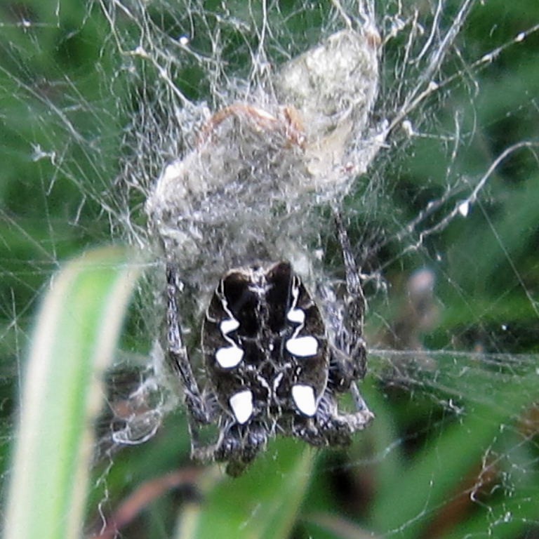 Dome Web Spider