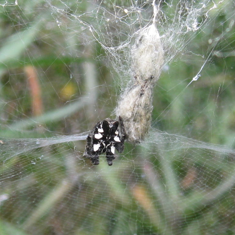 Prickly Pear Spider