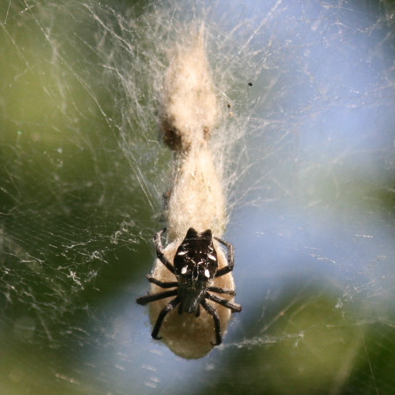 Tent Web Spider