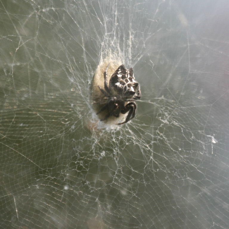 Tent Web Spider
