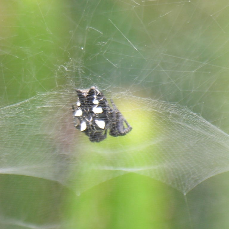 Tent Web Spider