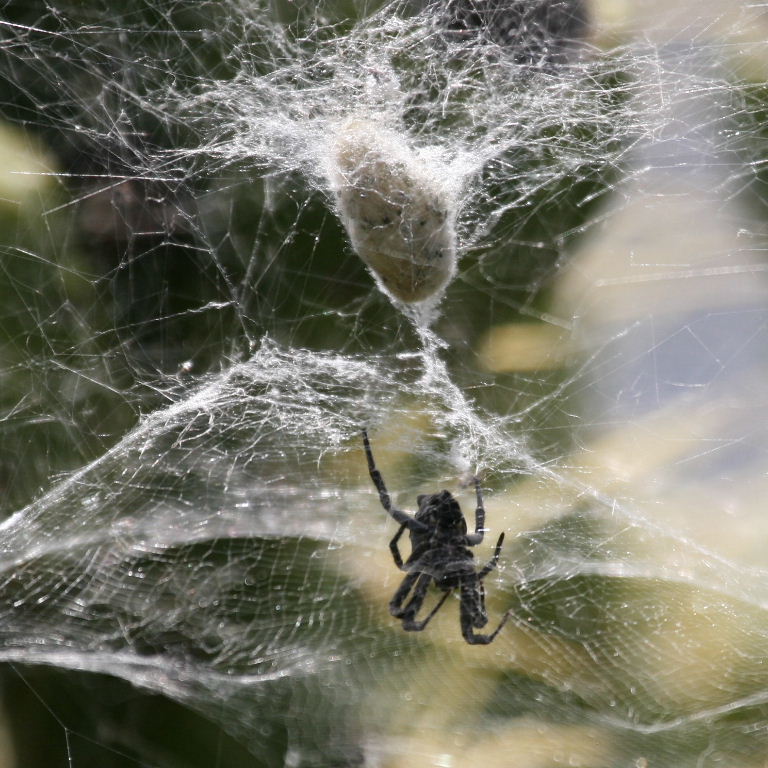 Tent Web Spider