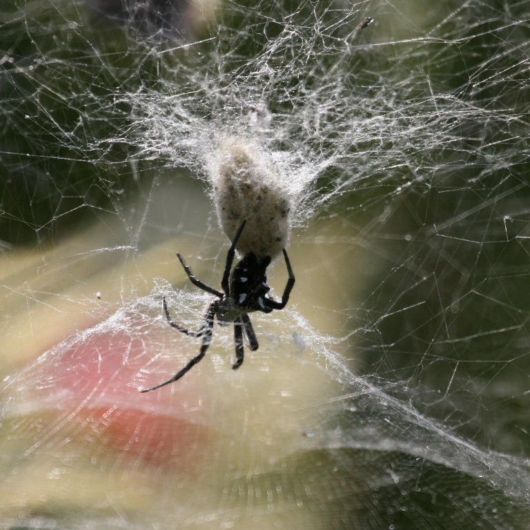 Tent Web Spider