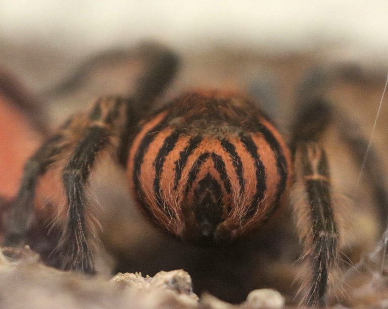 Guatemalan Tiger Rump Tarantula