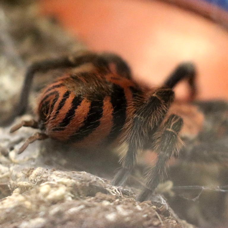 Guatemalan Tiger Rump Tarantula
