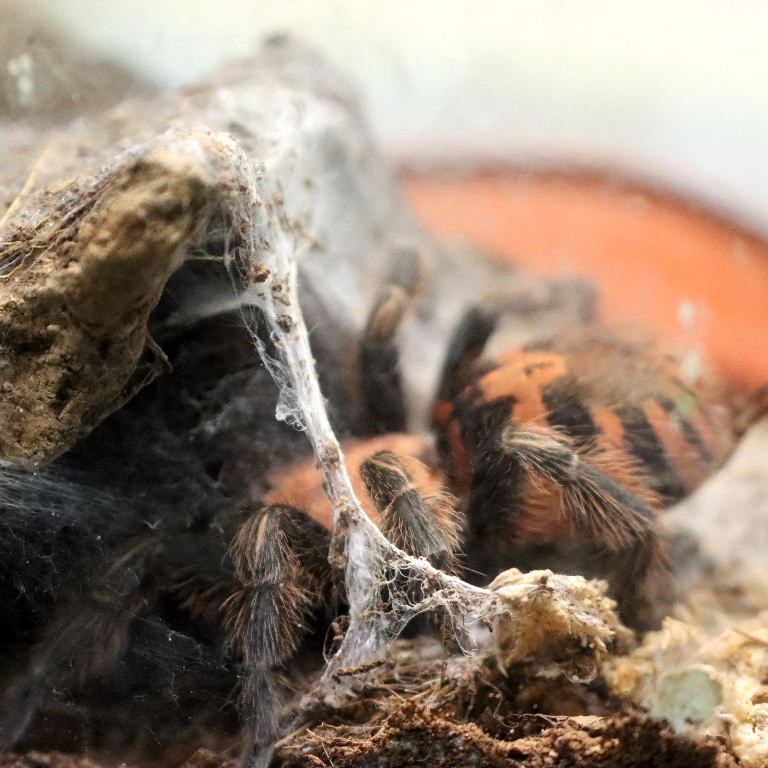 Guatemalan Tiger Rump Spider