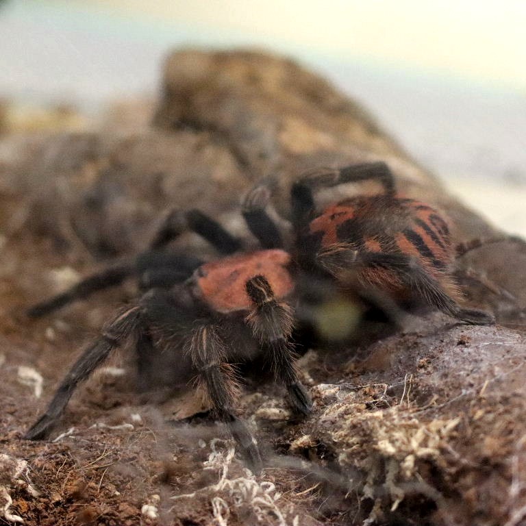 Guatemalan Tiger Rump Tarantula