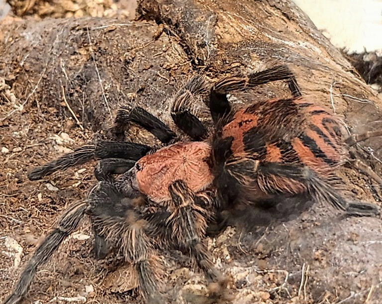 Guatemalan Tiger Rump Spider