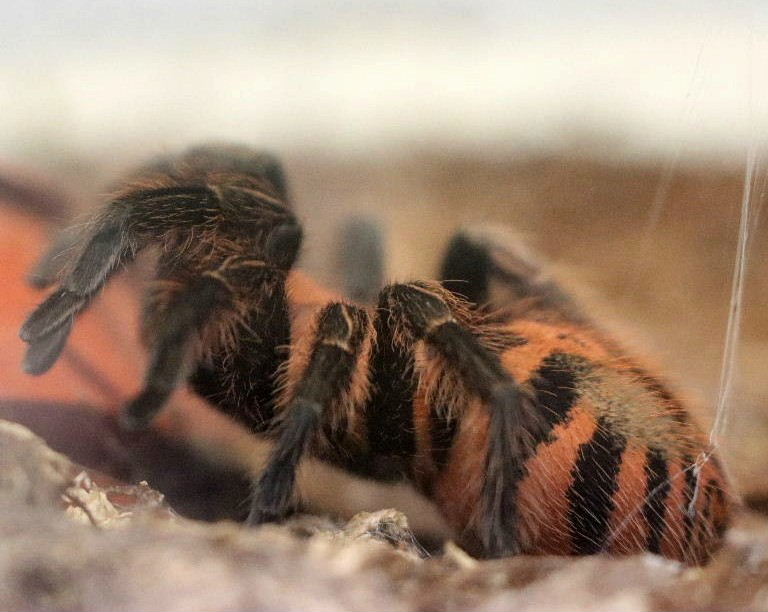 Guatemalan Tiger Rump Tarantula