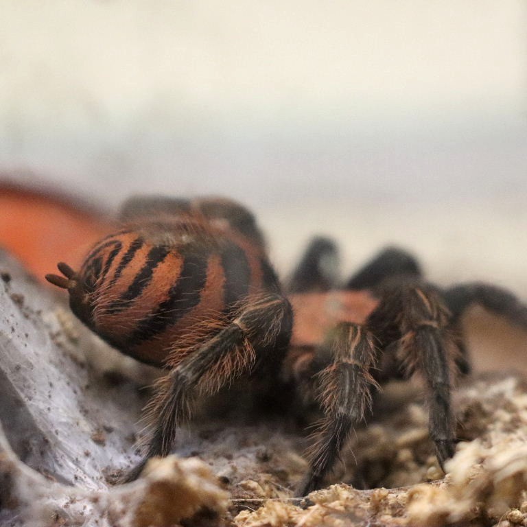 Guatemalan Tiger Rump Tarantula