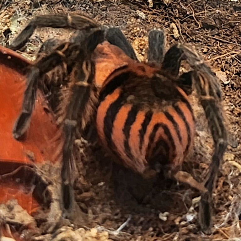 Guatemalan Tiger Rump Tarantula