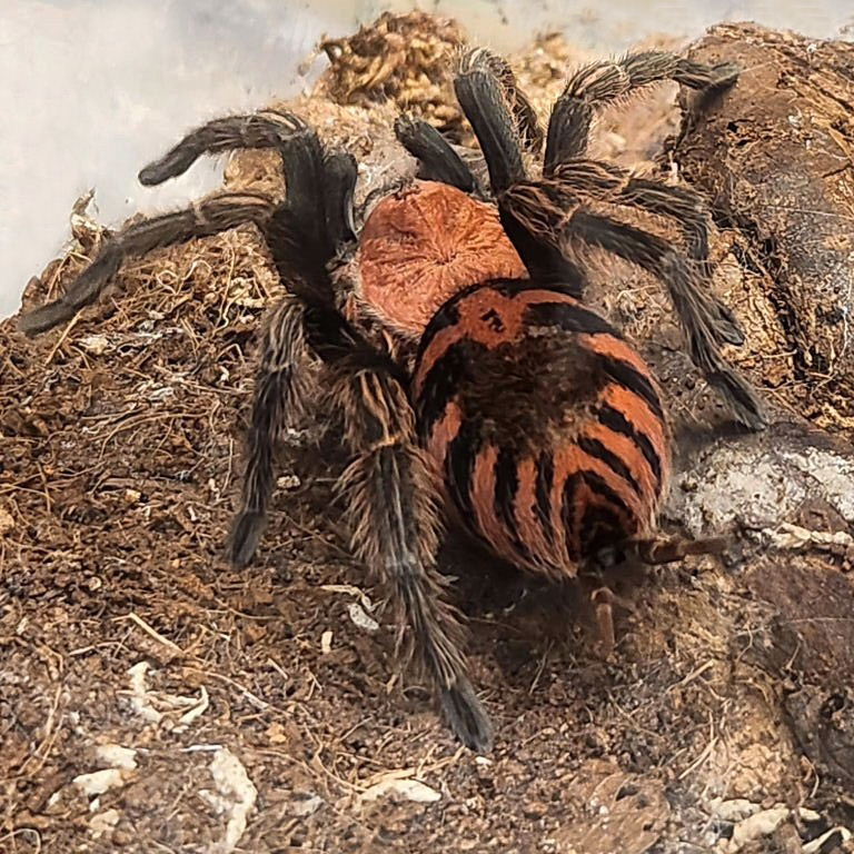 Guatemalan Tiger Rump Tarantula