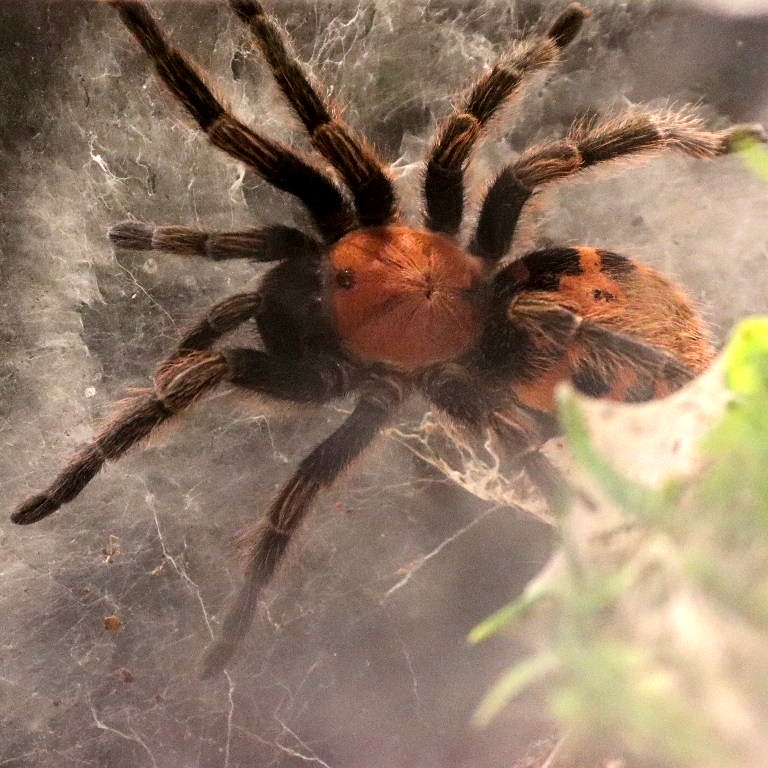 Guatemalan Tiger Rump Tarantula