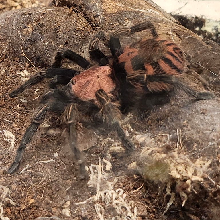 Guatemalan Tiger Rump Tarantula