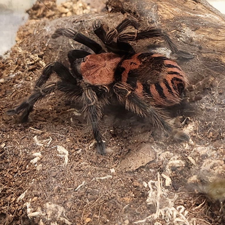 Guatemalan Tiger Rump Tarantula