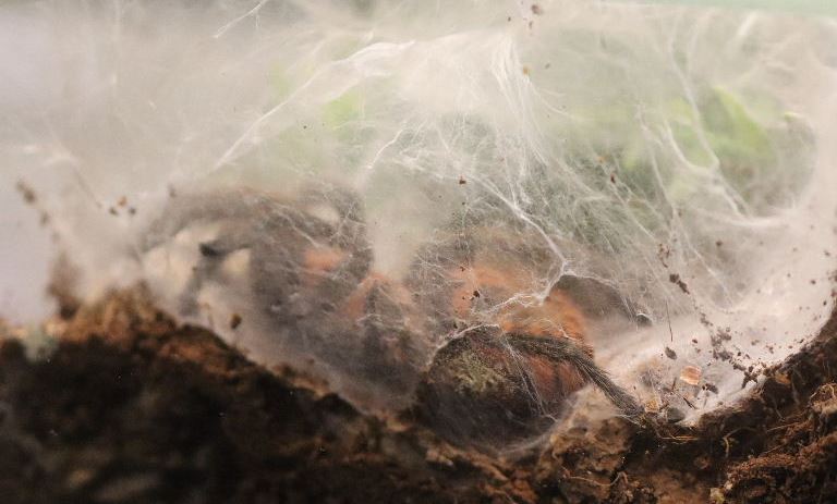 Guatemalan Tiger Rump web