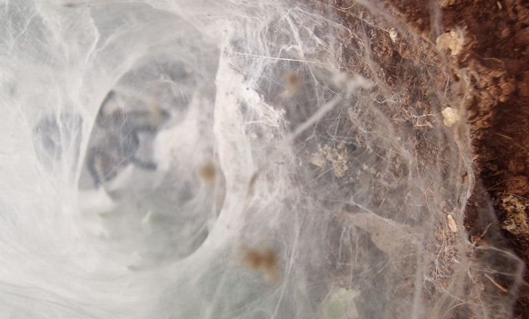 Guatemalan Tiger Rump web